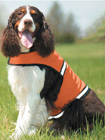 Dog Insect Protection